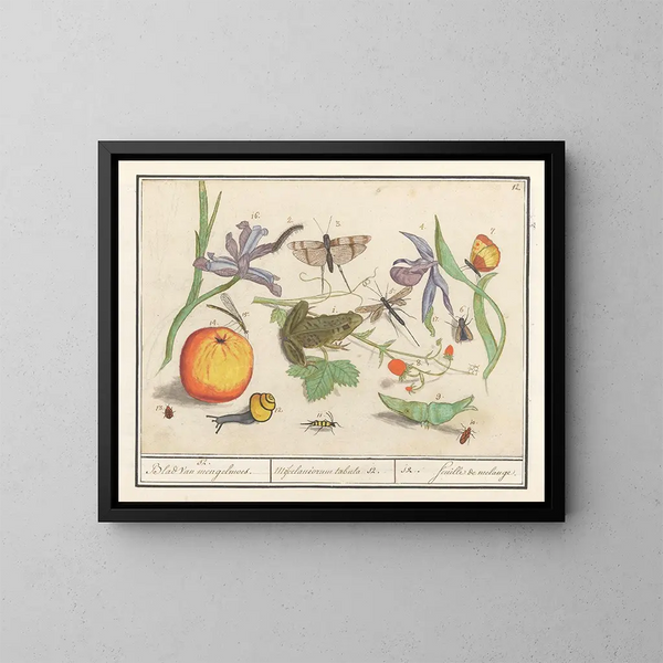 Insieme di storia naturale n° 12 Foglio di miscela - Anselmus Botius de Boodt — quadro incorniciato alla parete
