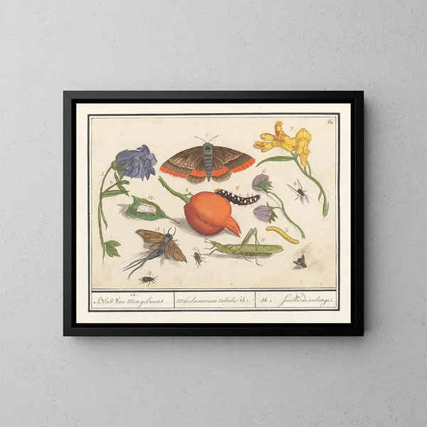 Insieme di storia naturale n° 14 Foglio di miscela - Anselmus Botius de Boodt — quadro incorniciato alla parete