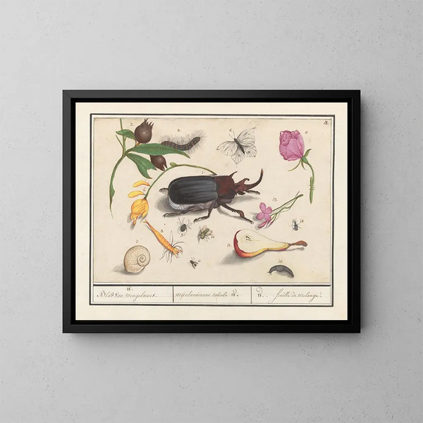 Ensemble naturalista n° 18 - Anselmus Botius de Boodt — quadro incorniciato alla parete