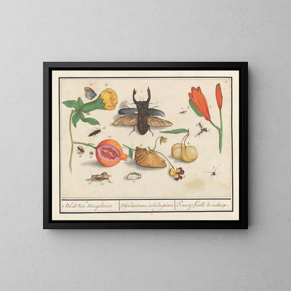 Insieme di storia naturale n° 1, prima foglia di miscele - Anselmus Botius de Boodt — quadro incorniciato alla parete