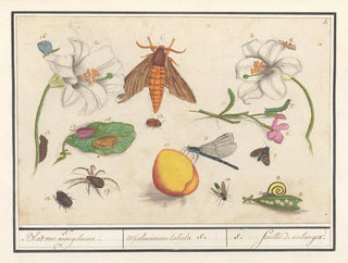 Anselmus Botius de Boodt - Natuurhistorische ensemble nr 5 5 Blad van mengelmoes Miscelaniorum tabula 5 5 feuille de melanges.webp