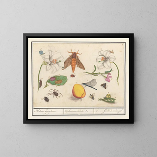 Anselmus Botius de Boodt - Natuurhistorische ensemble nr 5 5 Blad van mengelmoes Miscelaniorum tabula 5 5 feuille de melanges.webp