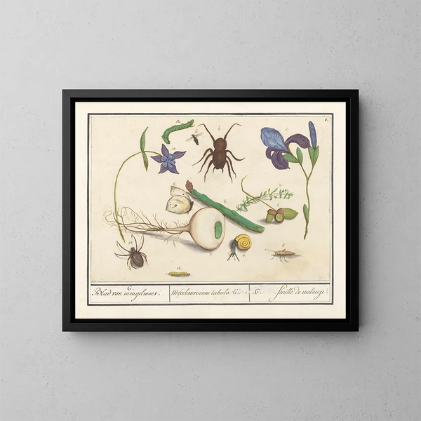 Insieme della storia naturale n° 6 Foglio di miscelazione - Anselmus Botius de Boodt — quadro incorniciato alla parete