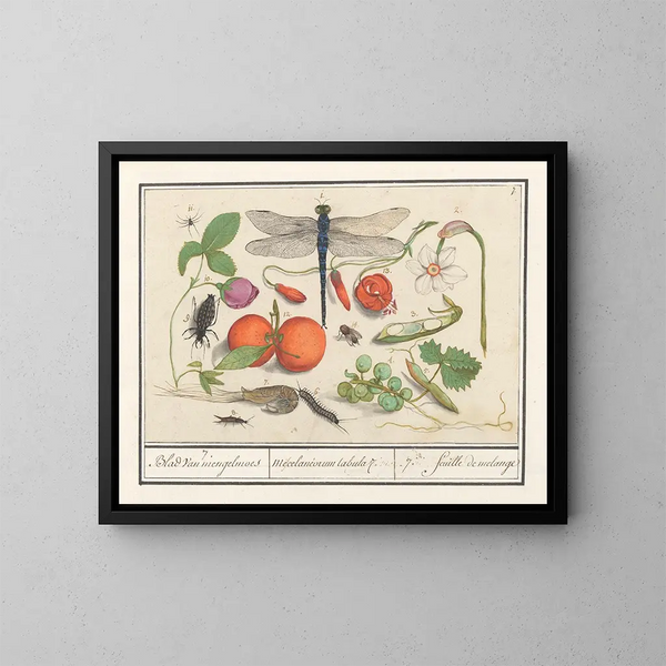 Insieme di storia naturale n° 7 Foglio di miscela - Anselmus Botius de Boodt — quadro incorniciato alla parete