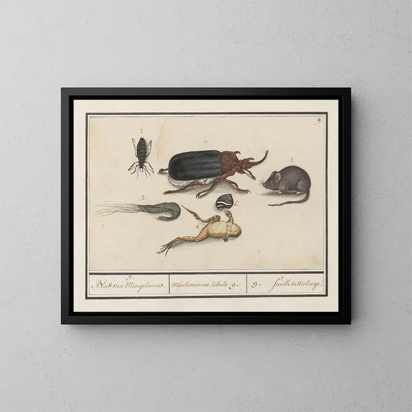 Insieme di storia naturale n° 9 Foglio di miscela - Anselmus Botius de Boodt — quadro incorniciato alla parete