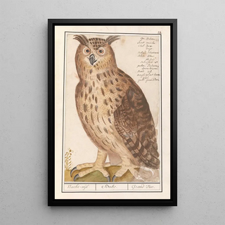 Anselmus Botius de Boodt - Oehoe Bubo bubo Nachtuijl Bubo Grand Duc.webp