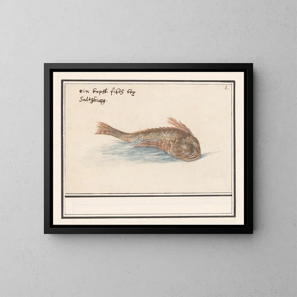 Pesce sconosciuto - Anselmus Botius de Boodt — quadro incorniciato alla parete