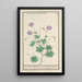 Bec de grue Geranium - Anselmus Botius de Boodt — quadro incorniciato alla parete
