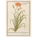 Riproduzione del dipinto Hémérocalle arancione Hemerocallis - Anselmus Botius de Boodt