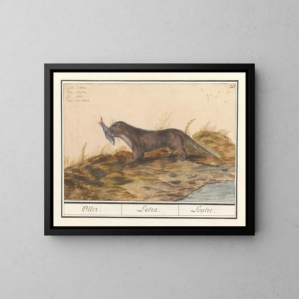 Lontra (Lutra lutra) - Anselmus Botius de Boodt — quadro incorniciato alla parete