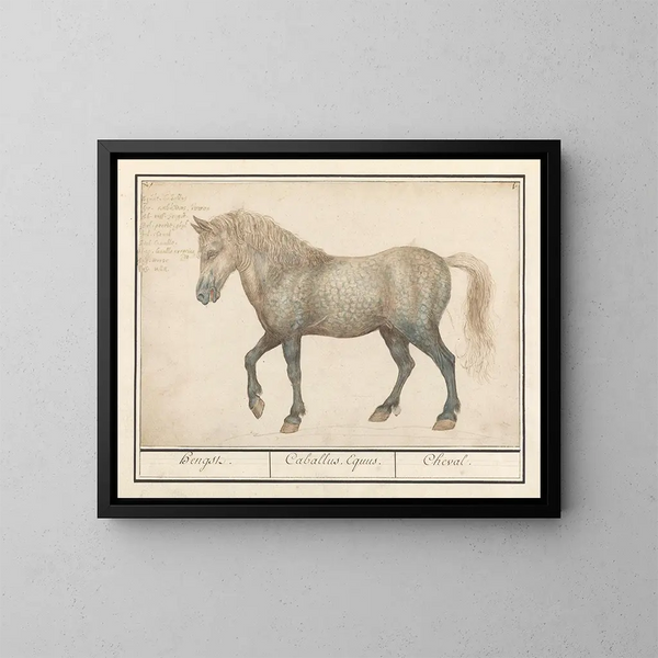 Cavallo - Anselmus Botius de Boodt — quadro incorniciato alla parete