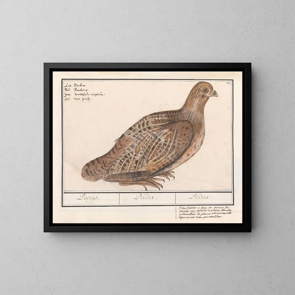 Perdrix perdrix - Anselmus Botius de Boodt — quadro incorniciato alla parete