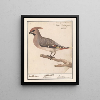 Anselmus Botius de Boodt - Pestvogel Bombycilla garrulus.webp