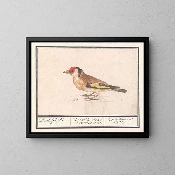 Putter di cardellino Carduelis carduelis - Anselmus Botius de Boodt — quadro incorniciato alla parete