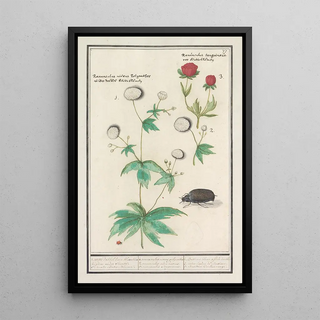 Anselmus Botius de Boodt - Ranonkels Ranunculus.webp