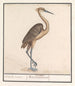 Airone Ardea - Anselmus Botius de Boodt — vista dell’opera