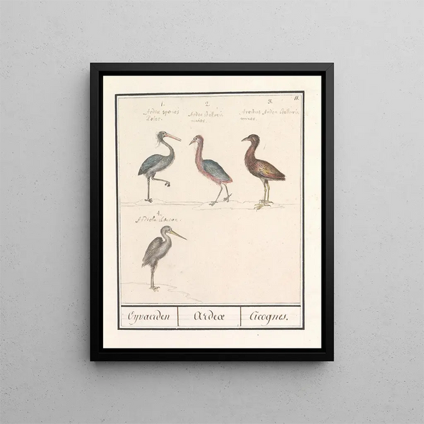 Anselmus Botius de Boodt - Reigers Ardeidae.webp