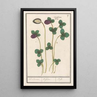 Anselmus Botius de Boodt - Rode klaver Trifolium pratense Klee Claevers Trifolium Trefle.webp