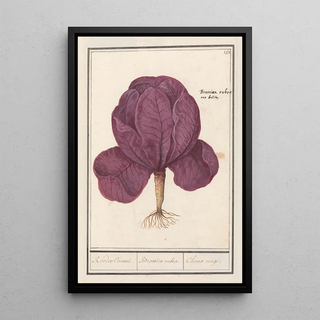 Anselmus Botius de Boodt - Rode kool Brassica oleracea convar capitata var rubra Rooden Cauwel Brassica rubra Choux rouge.webp