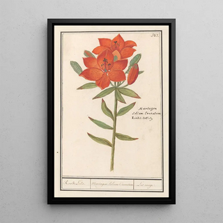 Anselmus Botius de Boodt - Rode lelie Lilium Roode Lelie Martagon lilium Cruentum Lis rouge.webp