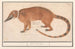 Coati con naso rosso o coatimondo Nasua nasua Mus indicus - Anselmus Botius de Boodt — vista dell’opera