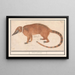 Coati con naso rosso o coatimondo Nasua nasua Mus indicus - Anselmus Botius de Boodt — quadro incorniciato alla parete