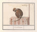Roodkopmangabey Cercocebus torquatus Corchosipus Une Rillow Une Wanderow - Anselmus Botius de Boodt — vista dell’opera