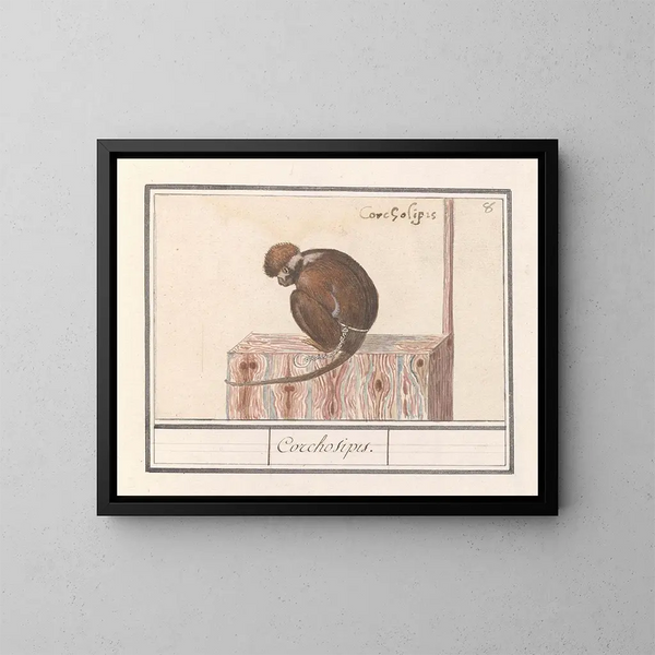 Roodkopmangabey Cercocebus torquatus Corchosipus Une Rillow Une Wanderow - Anselmus Botius de Boodt — quadro incorniciato alla parete