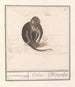 Roodkopmangabey Cercocebus torquatus aep de Mangabaij Cebus Mangabeij - Anselmus Botius de Boodt — vista dell’opera