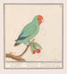 Roodmaskeragapornis Agapornis pullarius Oostindische Mussche Psittacus Minimus - Anselmus Botius de Boodt — vista dell’opera
