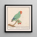 Roodmaskeragapornis Agapornis pullarius Oostindische Mussche Psittacus Minimus - Anselmus Botius de Boodt — quadro incorniciato alla parete