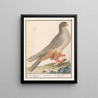 Anselmus Botius de Boodt - Roodpootvalk Falco vespertinus grauwen sperrewe van Caijenne Sperverius Epervier cendr de caijenne.webp