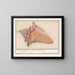 Corno di nebbia rosa Strombus gigas Rosa Couleure Laphoorn Murex aculeatus - Anselmus Botius de Boodt — quadro incorniciato alla parete