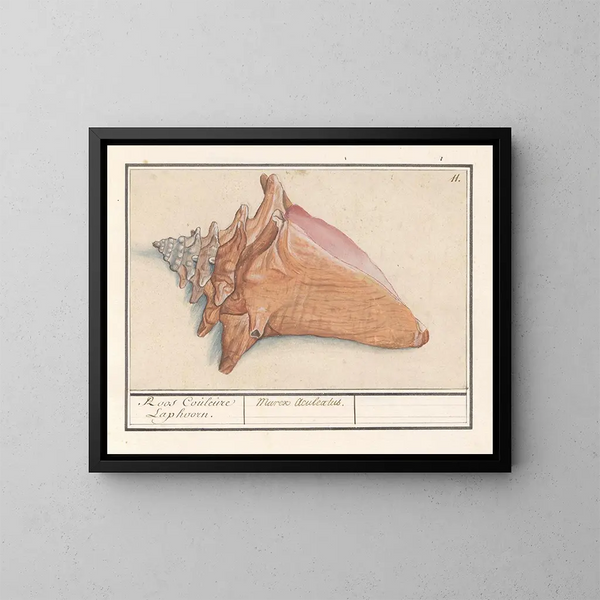 Corno di nebbia rosa Strombus gigas Rosa Couleure Laphoorn Murex aculeatus - Anselmus Botius de Boodt — quadro incorniciato alla parete