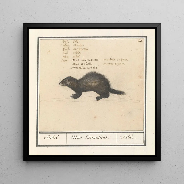 Anselmus Botius de Boodt - Sabelmarter Martes zibellina Sabel Mus Sarmaticus Sable.webp
