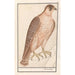 Riproduzione del dipinto Falco sacro Falco cherrug - Anselmus Botius de Boodt