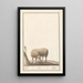 Riproduzione del dipinto Mouton Ovis aries schaep Ram ovus aries brebis bellier - Anselmus Botius de Boodt