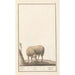 Riproduzione del dipinto Mouton Ovis aries schaep Ram ovus aries brebis bellier - Anselmus Botius de Boodt