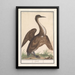 Anhinga Anhinga - Anselmus Botius de Boodt — quadro incorniciato alla parete