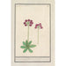 Primula Primula BakKruyd van oostenrijk Primula Veris austriaca Prime verd Dautriche - Anselmus Botius de Boodt — vista dell’opera