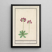 Primula Primula BakKruyd van oostenrijk Primula Veris austriaca Prime verd Dautriche - Anselmus Botius de Boodt — quadro incorniciato alla parete
