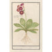 Primula Primula Roode Beeren oore Auricula ursi rubra Auricule rouge - Anselmus Botius de Boodt — vista dell’opera