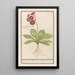 Primula Primula Roode Beeren oore Auricula ursi rubra Auricule rouge - Anselmus Botius de Boodt — quadro incorniciato alla parete