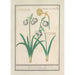 Perce-neige Galanthus e un narciso Narcissus - Anselmus Botius de Boodt — vista dell’opera