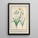 Perce-neige Galanthus e un narciso Narcissus - Anselmus Botius de Boodt — quadro incorniciato alla parete