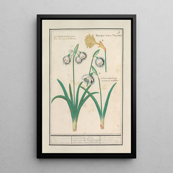 Anselmus Botius de Boodt - Sneeuwklokjes Galanthus en een narcis Narcissus.webp