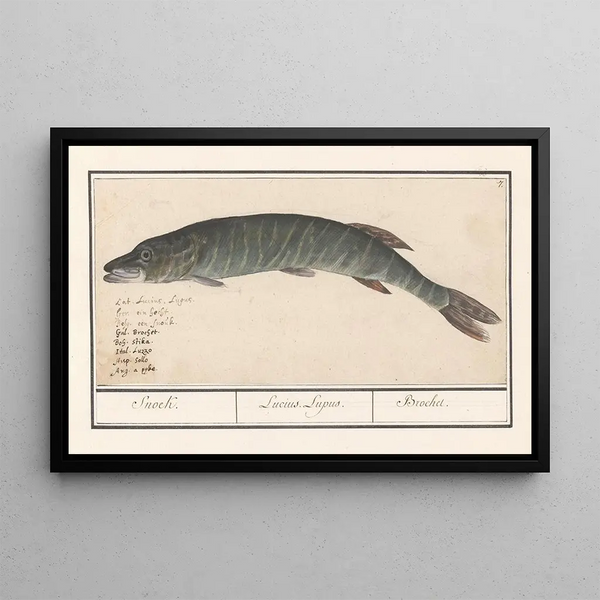 Anselmus Botius de Boodt - Snoek Esox lucius Snoek Lucius Lupus Brochet.webp