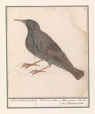 Anselmus Botius de Boodt - Spreeuw Sturnus vulgaris.webp