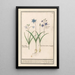 Scille étoilée Scilla - Anselmus Botius de Boodt — quadro incorniciato alla parete