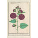 Rosa di canna di montagna Alcea rosea - Anselmus Botius de Boodt — vista dell’opera